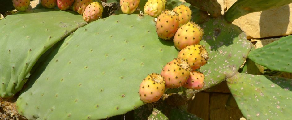 prickly-pear-malta